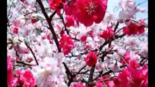 Relax Music  Chris Spheeris Bellaire Bombay Brio@DO MARIE HELENE