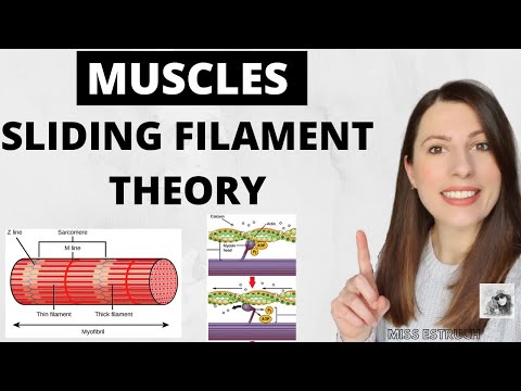 Structure & function of skeletal MUSCLES: Myofibrils, sarcomere, sliding filament theory.
