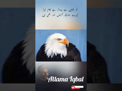 Urdu shayari / Allama Iqbal / shaheen / eagle