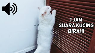 Download lagu 1 JAM SUARA KUCING BIRAHI mp3