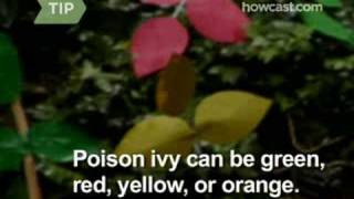 How to Recognize & Avoid Poison Ivy