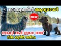 Cat And Dog (2024) Movie Explained in Malayalam l be variety always