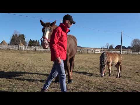 Caii lui Marius de la Marisel, Cluj 2019