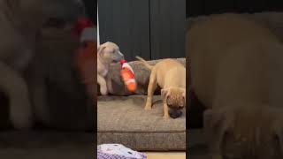 Video preview image #1 Mutt Puppy For Sale in Philadelphia, PA, USA