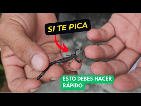 Esto debes hacer si te pica un Alacrán