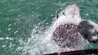 Great White showing off pearly whites