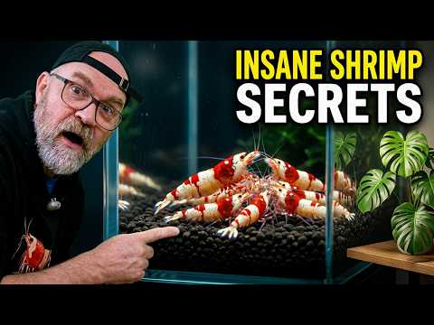 Aquarium Shrimp Molting - Shrimp Shedding Skin