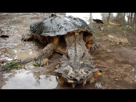 , title : 'Bu 7 Kaplumbağa Türü Dünyadaki En Garip ve Tehlikeli Olanıdır.. Sakın Onların Yanına Yaklaşma...'