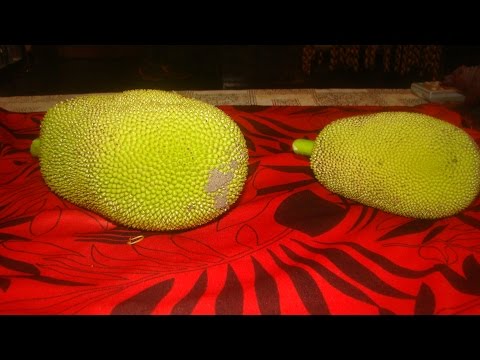 YUMMY YUMMY KOTHIOORUM IDICHAKKA THORAN .TENDER JACK FRUIT THORAN