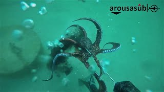 preview picture of video 'Pesca submarina Ría de Arousa agosto 2018'