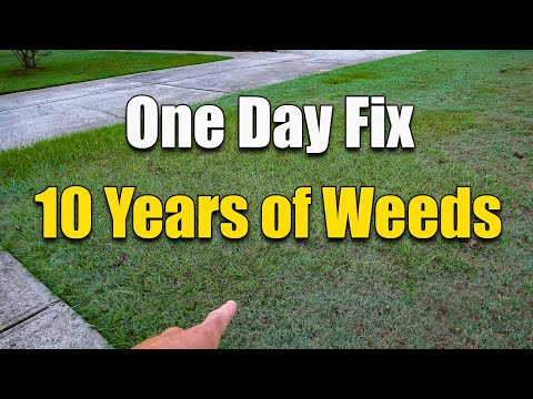 image-What kills weeds permanently 2021?