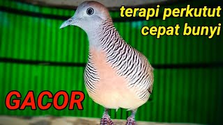 Download lagu PERKUTUT LOKAL GACOR. ( semua perkutut pasti nyaut ) mp3 Download lagu PERKUTUT LOKAL GACOR. ( semua perkutut pasti nyaut ) mp3