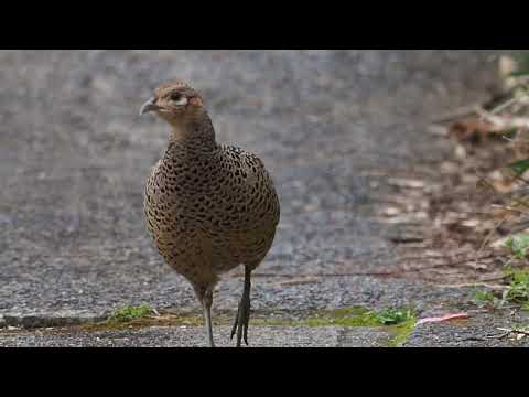 なぜコマドリを庭に呼び寄せることが次の目標なのでしょうか?この社交的な鳥はどのような象徴性を持っているのでしょうか？  庭園