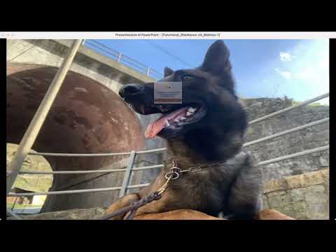 Obbedienza funzionale