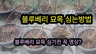 블랙베리 묘목 이렇게 심으면 열매가 주렁주렁.