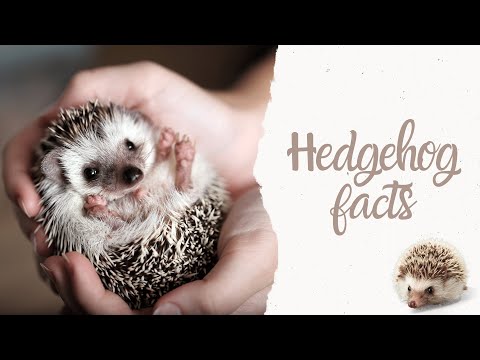 Hedgehog Facts and Care