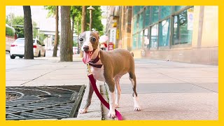 jenna marbles kermit plush