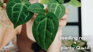 why i'll NEVER get bored of the houseplant hobby ♥️✨