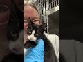 Tuxie Kitten Relaxes In Foster