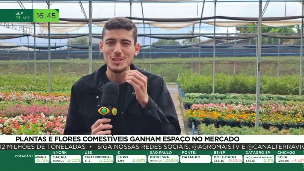 Plantas e flores comestíveis ganham espaço no mercado