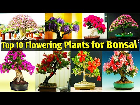 Best Flowering Plants for Bonsai Making/Bonsai Plant/Bonsai making/Flower Trees for Beginners/Bonsai