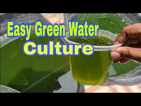 How to culture green water| with or without starter|