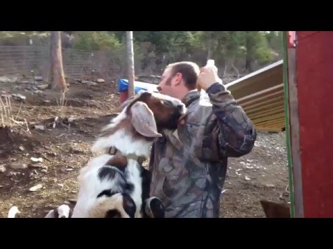 Goats: Greatest Of All Time