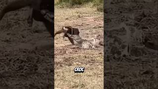 These Animal Fails Are Absolutely Hiralious
