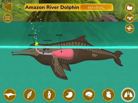 The Animals: Animal Kids Games Video