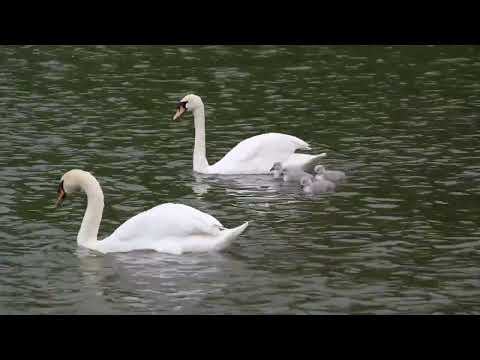 Swans   3103