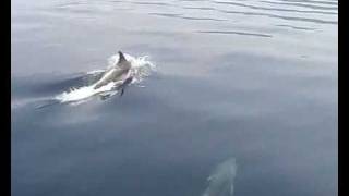 preview picture of video 'Lopar dolphins, taped from boat San Marino'