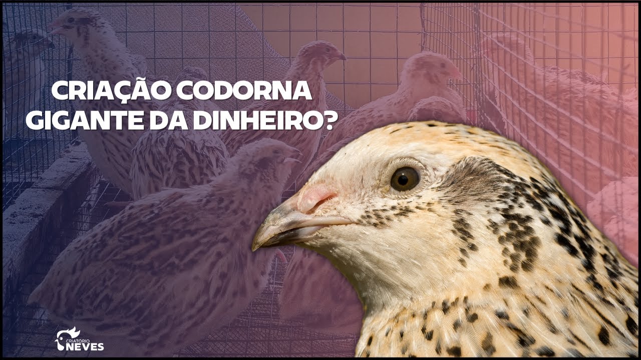 🐥 COMECE do zero e veja que criação de CODORNA da DINHEIRO. Como criar CODORNA GIGANTE