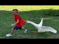 TRY NOT TO LAUGH 😆 Best Funny Videos Compilation 😂😁😆 Memes PART 136