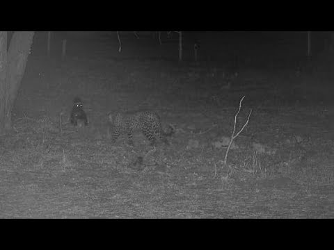 Djuma: Leopard-Tlalamba checks out a Honey Badger up close - 00:32 - 10/20/19