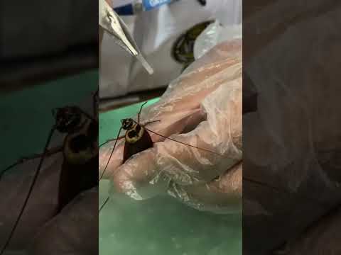 College student doing practical of an insect’s | Biology Practical |Voice Ahnaf | HSC 2022 | GCC
