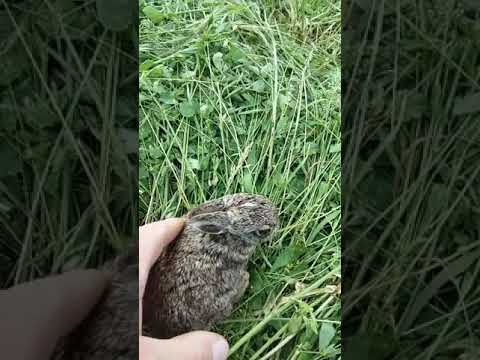 Video thumbnail: Lepuri i Egër - Receta Tradicionale