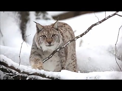 EUROPEAN LYNX – GRACEFUL PREDATOR || THE LIVING EARTH ©