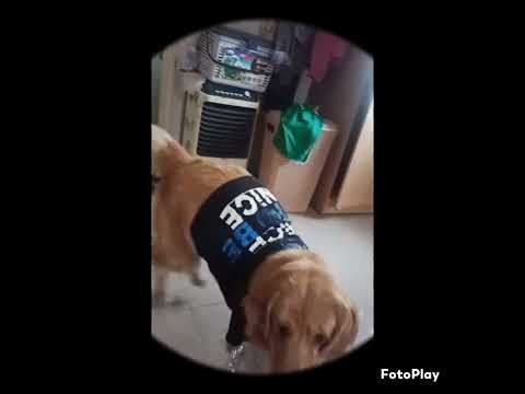 Naughty Golden retriever. 🐕