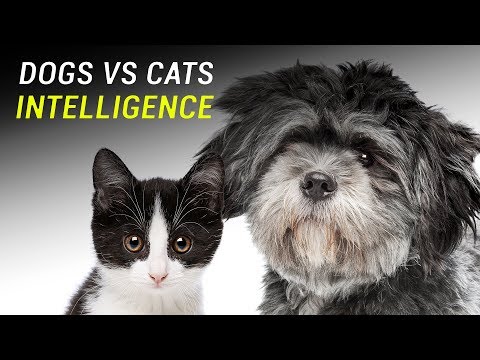 Which is smarter, cats or dogs?