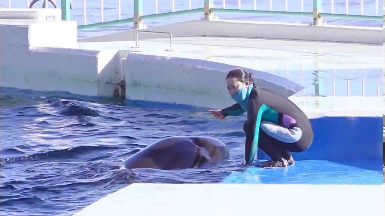 20210102113501 1 渚のシンドバッド