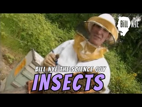 Bill Nye The Science Guy on Insects