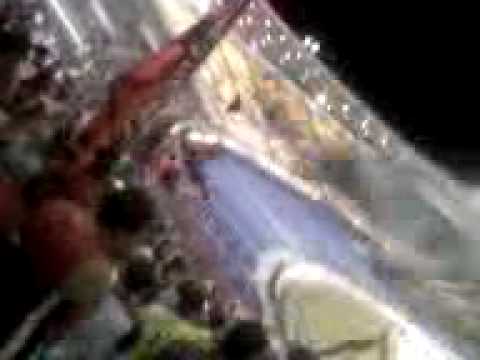 Flamengo 3x3 olaria decepcao