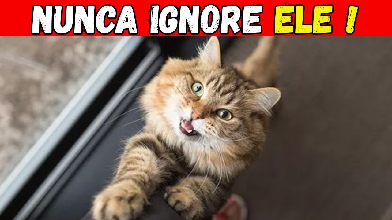 Se o seu gato faz ISSO, ele está DESESPERADO para que você entenda algo!