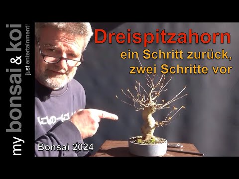 Bonsai 2024-56 - Dreispitzahorn - ein Schritt zurück für zwei Schritte vor?