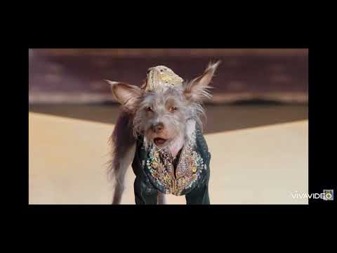 Pup star World Tour part 5