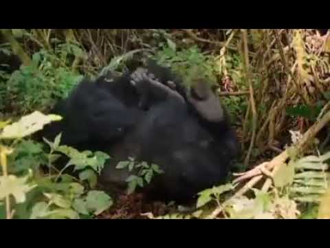 Beautiful Mountain Gorillas