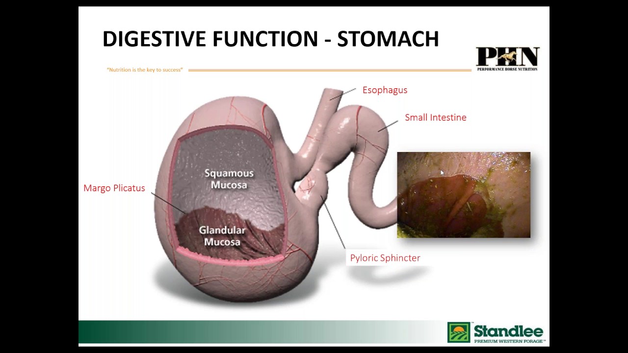 A Window into Your Horse’s Digestive System Webinar: How It Works & How It Can Fail