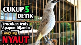 Download lagu trucukan gacor TARUNG ROPEL PANJANG pancingan trucukan agar bunyi jadikan burung trucuk gacor NYAUT mp3 Download lagu trucukan gacor TARUNG ROPEL PANJANG pancingan trucukan agar bunyi jadikan burung trucuk gacor NYAUT mp3