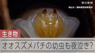 オオスズメバチの幼虫も夜泣き？ガリガリ音は情報か　岡山大など研究