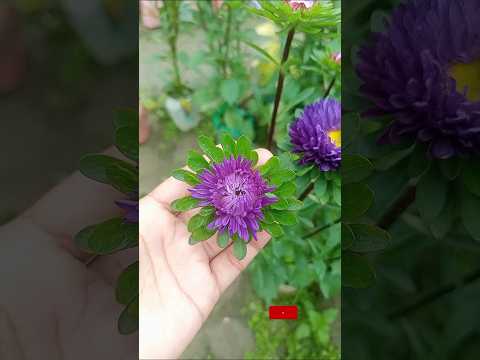 সখের বাগানে নজর লাগছে A Burst of Floral Magic: Star Flowers in Full Bloom #shorts #video